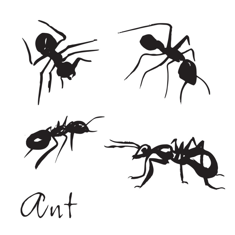 ant, муравей, стоковое безумие35, stockmadness35