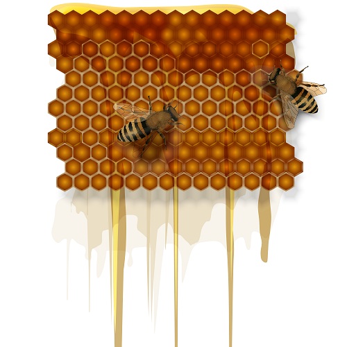 	Honeycombs, honey, and sitting bees.